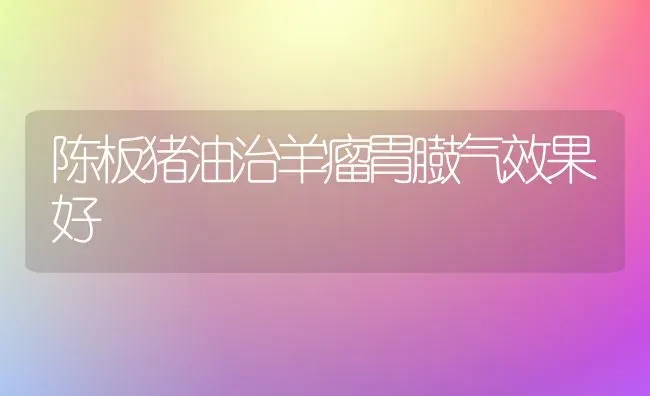 陈板猪油治羊瘤胃臌气效果好 | 瓜果种植