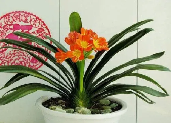 风水百科|办公室风水植物首选 办公室放什么绿植风水好容易活