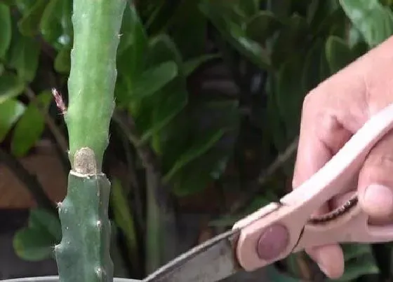 植物修剪|令箭花怎么修剪方法