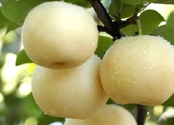 种植管理|梨几年结果实 种植多久开花结果
