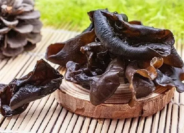 养殖方法|木耳菜可以水培吗 水培养殖方法