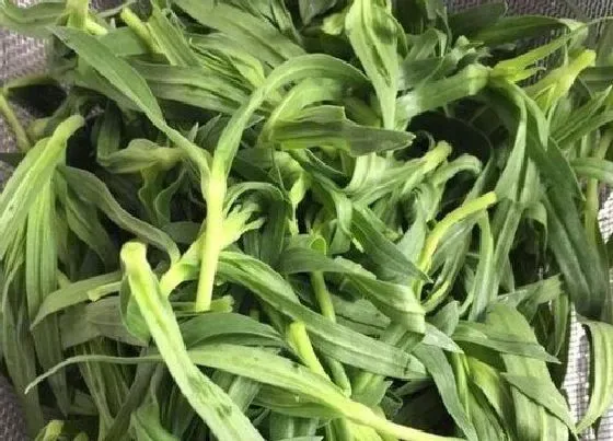 植物百科|野菜又叫什么菜