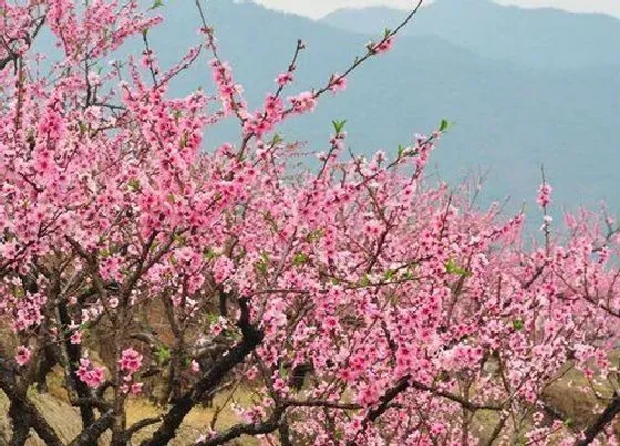 花朵|桃花的特点