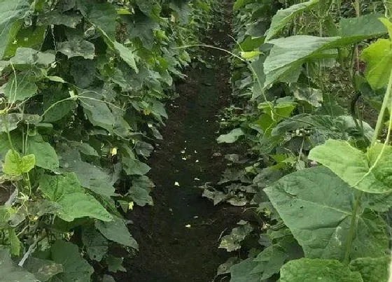 种植百科|丝瓜一年可以种几次 生长期多少天