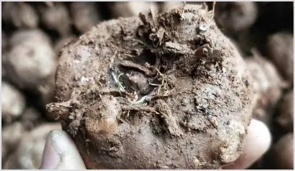 魔芋种下后可以浇水吗 | 耕种资料