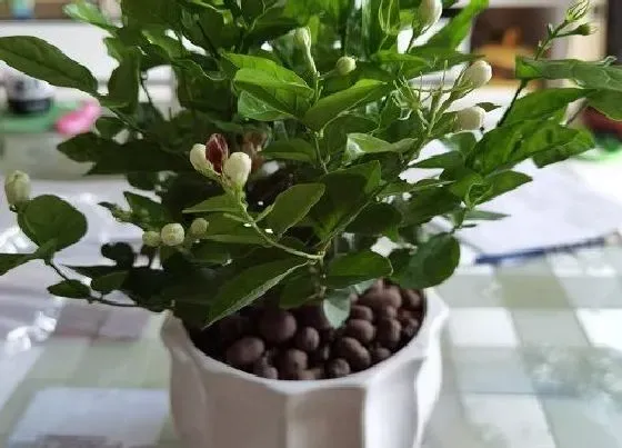 植物毒性|茉莉花对猫有毒吗（养的猫吃双色茉莉叶子会中毒吗）