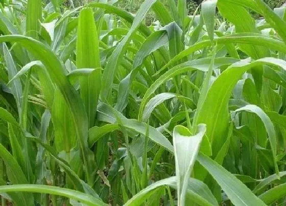 植物百科|墨西哥玉米草是多年生还是一年生 种一次管几年