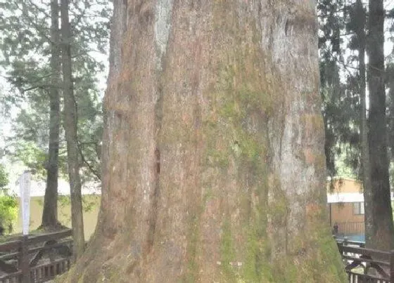 植物百科|红桧是什么植物类别