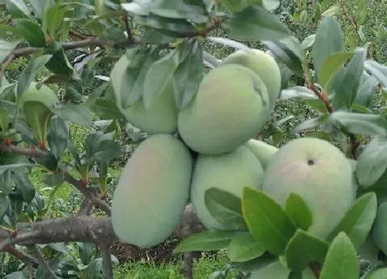 种植管理|木瓜南方可以种吗