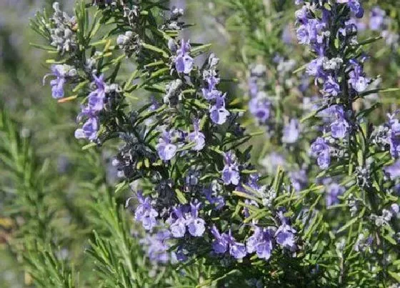 植物百科|迷迭香开花吗 花期是几月份