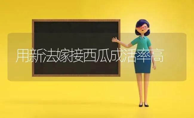 用新法嫁接西瓜成活率高 | 瓜果种植
