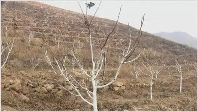 桃树抽条的原因及防治措施 | 农业技术