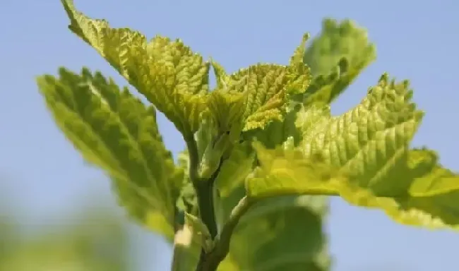 植物泡水|新鲜桑叶可以泡水喝吗