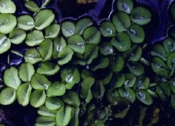 植物排行|大圆叶植物有哪些