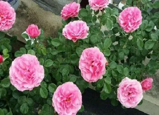 植物种类|粉色达芬奇月季是藤本还是灌木