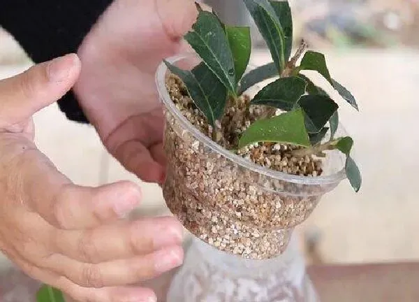 植物扦插|桂花树枝插土里能活吗 枝条怎样才能插活
