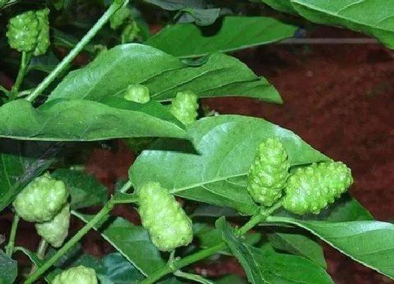 植物产地|巴戟天哪里产的最好