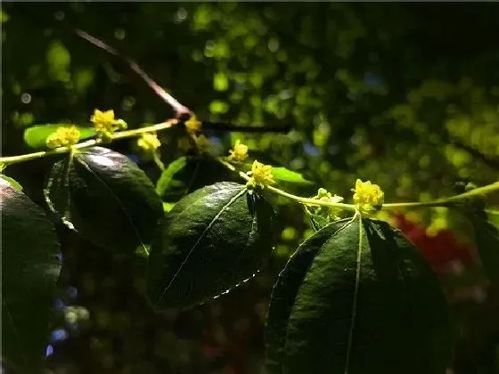 果实科普|枣树几月开花结果 什么时候开花结果