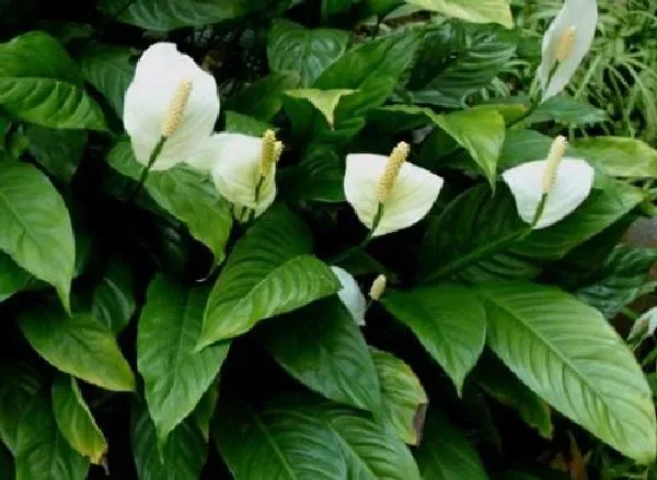 植物浇水|白掌浇水要浇透吗 浇水浇多少合适