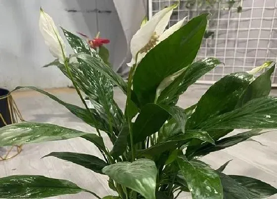 冬天植物|一帆风顺耐寒吗