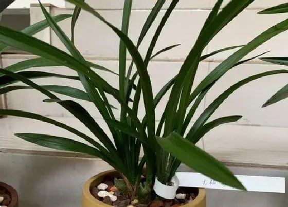 植物种类|兰花是藤本植物吗 属于草本植物