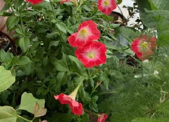 植物播种|矮牵牛什么时候播种最合适