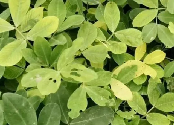 植物种类|花生是蕨类植物吗