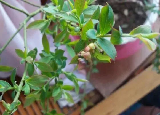 开花时间|蓝莓树什么时候开花 花期是什么时候