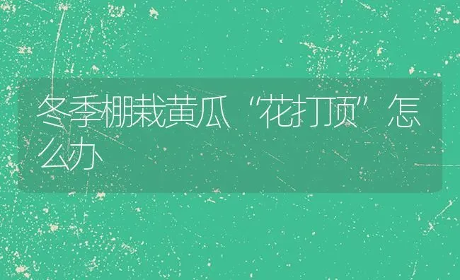 冬季棚栽黄瓜“花打顶”怎么办 | 蔬菜种植