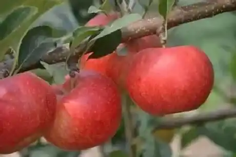 植物施肥|硝酸钾和硫酸钾哪个膨大好，膨果期用硝酸钾还是硫酸钾）