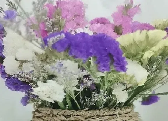 植物香味|勿忘我有香味吗