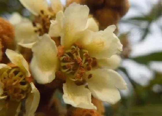 开花时间|枇杷花什么时候开花 开花时间