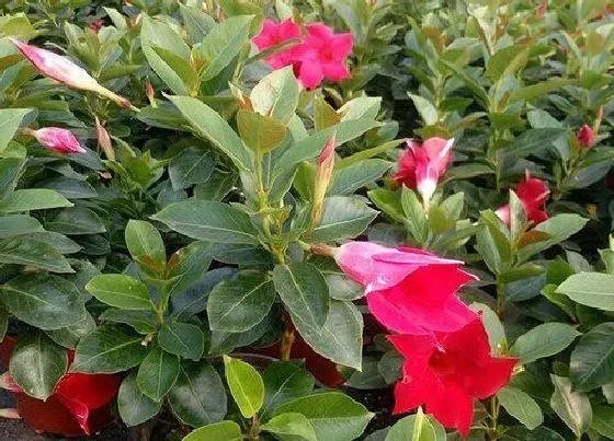 开花时间|飘香藤什么时候开花 花期是几月份