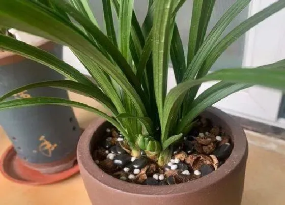 植物种类|兰花是藤本植物吗 属于草本植物