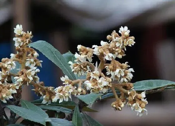 开花时间|枇杷花什么时候开花 开花时间