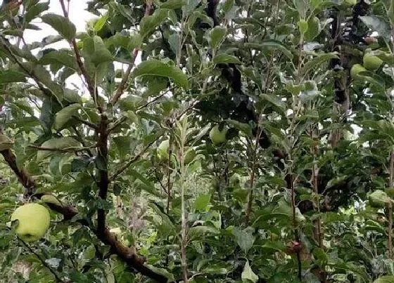 果实保存|苹果可以冷冻保存吗