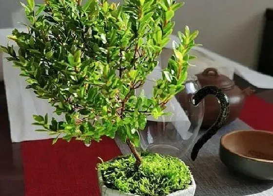 植物修剪|赤楠怎么修剪方法