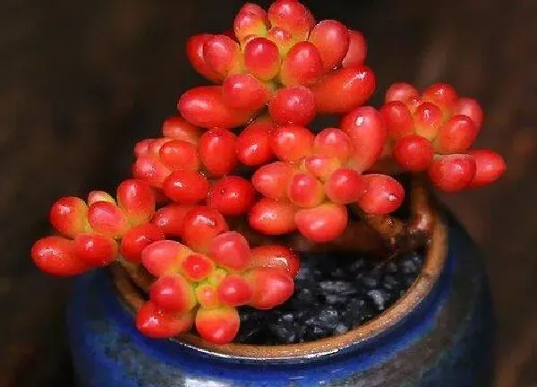 植物生根|虹之玉扦插多久生根发芽 在几月份扦插最好