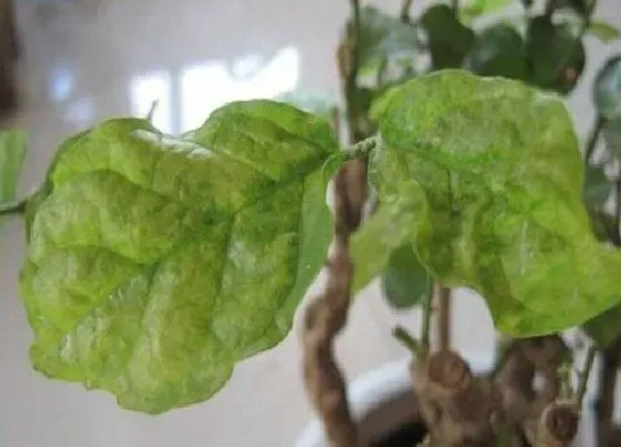 植物病害|茉莉花叶病症状及防治方法