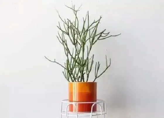 植物毒性|绿玉树有毒吗  能在家养吗（家里养绿玉树有毒吗）