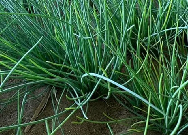 植物浇水|葱怎么浇水方法