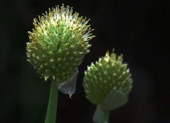 植物百科|洋葱可以开花吗 开花什么样子