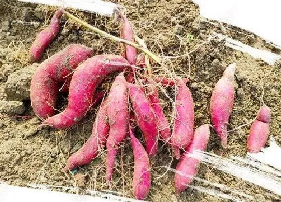 植物施肥|地瓜施什么肥最好