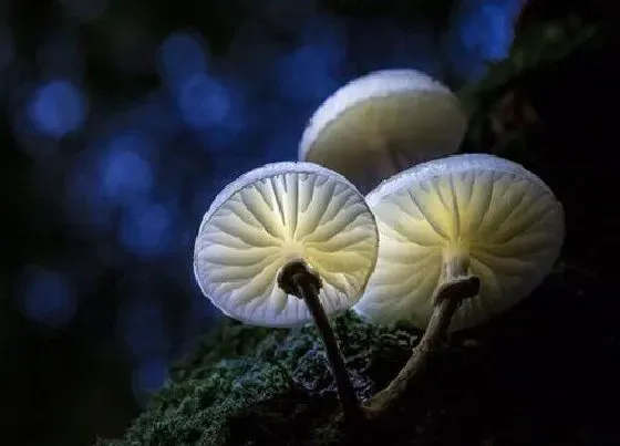 植物种类|真菌是植物吗 不属于植物界的原因