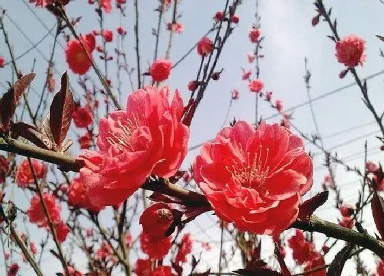 生长环境|红梅的生长环境及生长地方条件