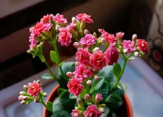 植物百科|长寿花有几种颜色 分别是哪些颜色