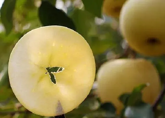种植育种|苹果种子怎么种植方法