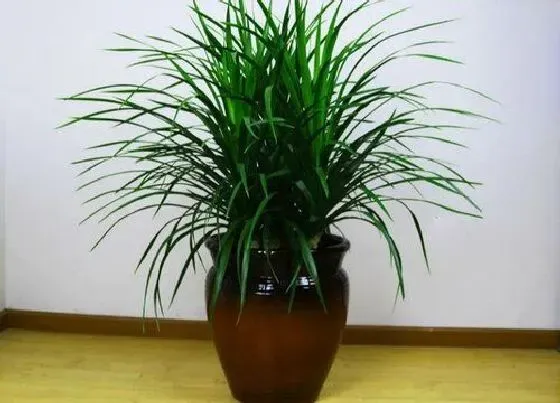 冬天植物|龙须树耐寒最低温度是多少（龙须树怎么越冬）