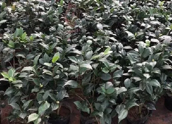 养殖方法|茶叶花怎么养才长得好