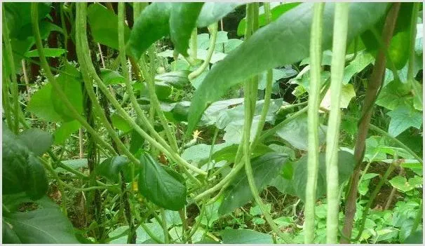 虹豆种植时间与方法 | 农业技术
